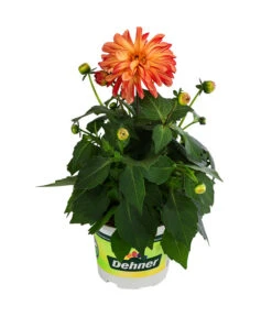 Zwergdahlie, Besonderheit -Gartenbedarf Angebote 8829939 WE FS 005 ZwergdahlieBesonderheitT12