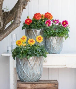 Zwergdahlie, Besonderheit -Gartenbedarf Angebote 8829939 WE MO 001 ZwergDahlienT12