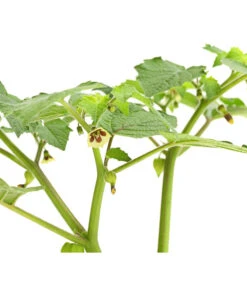 Dehner Ananaskirsche Physalis -Gartenbedarf Angebote 8830069 WE DE 001 AnanaskirschePhysalisPhysalisPreciosaT12DehnerExpressHerzig