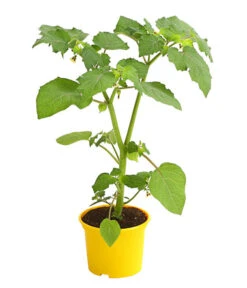Dehner Ananaskirsche Physalis -Gartenbedarf Angebote 8830069 WE FS 001 AnanaskirschePhysalisPhysalisPreciosaT12DehnerExpressHerzig