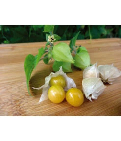 Dehner Ananaskirsche Physalis -Gartenbedarf Angebote 8830069 WE MO 001 AnanaskirschePhysalis