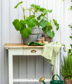 Bioland Gurke, Veredelt 12 Bioland Gurke, Veredelt -Gartenbedarf Angebote 8830663 WE MO 002 Gurke CucurbitaePepoZucchiniGruen 1