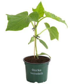Neue Produkte -Gartenbedarf Angebote 8830853 WE FS 001 BioSchlangengurkeVeredelt
