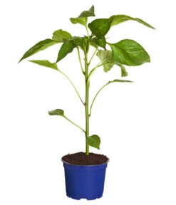 Neue Produkte -Gartenbedarf Angebote 8831562 WE FS 001 PaprikaTommyT12DehnerExpressZS