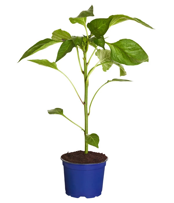 Dehner Gourmet Garten Tomatenpaprika 4 Dehner Gourmet Garten Tomatenpaprika – Bild 2