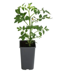 Neue Produkte -Gartenbedarf Angebote 8839136 WE FS 001 TomatePrevia
