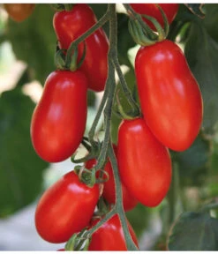 Mini San-Marzano Tomate 'Trilly' -Gartenbedarf Angebote 8839144 we DE 001 TomateTrilly