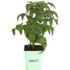 GREENBAR® Naschtomate -Gartenbedarf Angebote 8843203 PR FS 001 GreenbarNaschtomateT11DehnerExpressHerzig