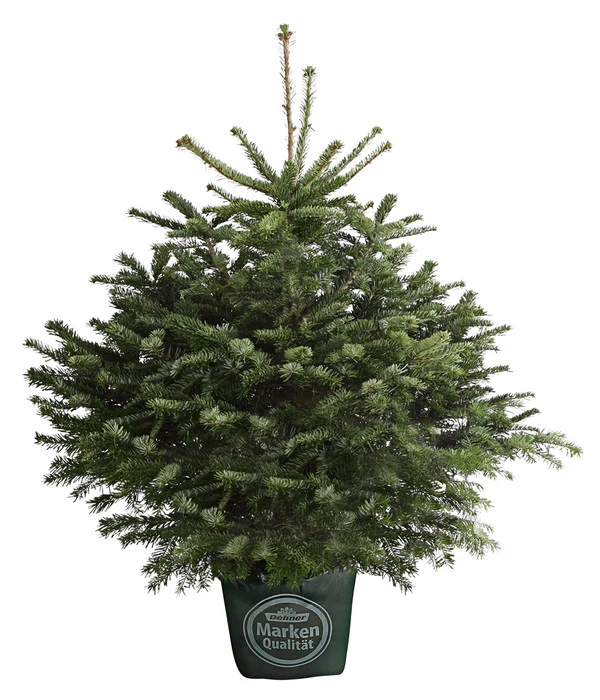 Nordmann-Tanne, Ca. 80-100 Cm, Im Topf Gewachsen 3 Nordmann-Tanne, Ca. 80-100 Cm, Im Topf Gewachsen