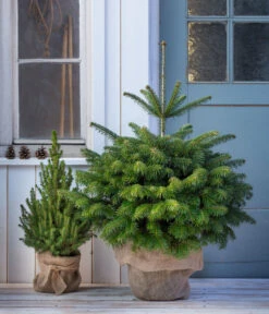 Nordmann-Tanne, Ca. 80-100 Cm, Im Topf Gewachsen 6 Nordmann-Tanne, Ca. 80-100 Cm, Im Topf Gewachsen -Gartenbedarf Angebote 8995938 WE MO 001 NordmannTanneimTopf80 100cm
