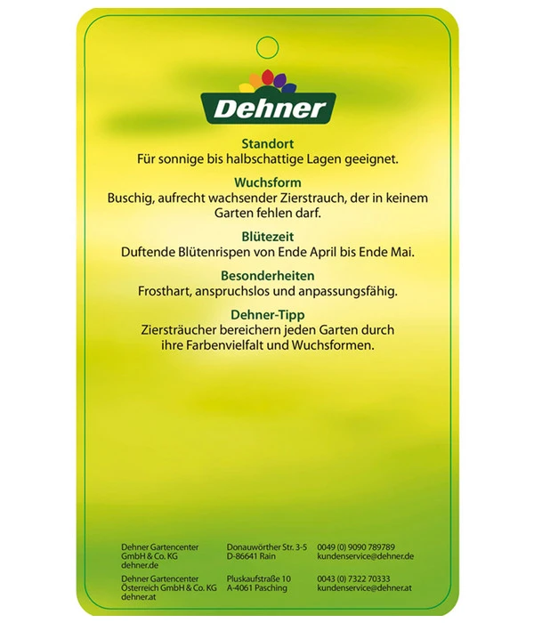 Edelflieder 'Sensation' 7 Edelflieder 'Sensation' – Bild 5