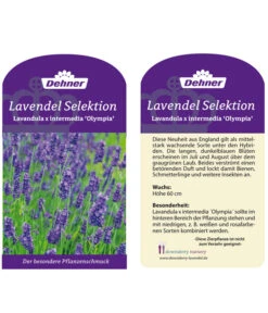 Lavendel 'Olympia' 7 Lavendel 'Olympia' -Gartenbedarf Angebote LavendelOlympia